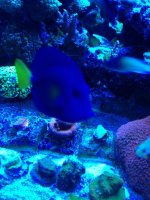 ImageUploadedByReefs1364757433.125035.jpg