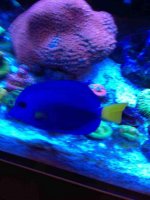 ImageUploadedByReefs1364757446.526275.jpg