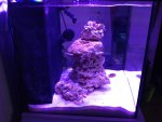 ImageUploadedByReefs1370319908.468887.jpg