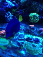 ImageUploadedByReefs1364757460.157501.jpg