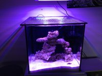 ImageUploadedByReefs1370319919.333935.jpg