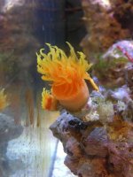 ImageUploadedByReefs1374168460.331007.jpg