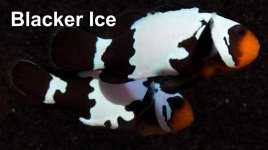 Blacker-Ice titled.jpg