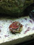 ImageUploadedByReefs1370361364.534730.jpg