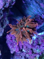 ImageUploadedByReefs1370363970.715120.jpg