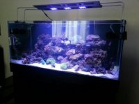 FISH TANK DAY.jpg
