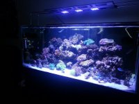 fISH TANK.jpg