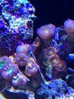ImageUploadedByReefs1370377495.172127.jpg