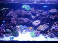 REEF AQUARIUM.jpg
