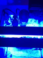 ImageUploadedByReefs1352837963.047929.jpg