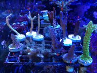 ImageUploadedByReefs1370385176.903994.jpg