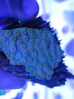 ImageUploadedByReefs1374213018.088660.jpg