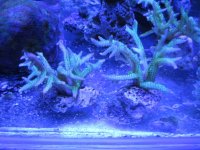 ImageUploadedByReefs1374213048.021381.jpg