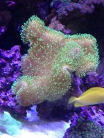 ImageUploadedByReefs1378493532.390099.jpg
