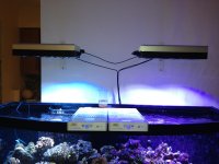 ImageUploadedByReefs1364766763.270818.jpg