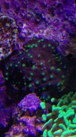 ImageUploadedByReefs1378493543.570786.jpg
