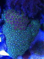 ImageUploadedByReefs1374213649.522460.jpg