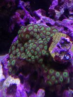 ImageUploadedByReefs1378493550.490013.jpg