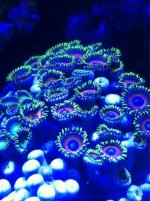 ImageUploadedByReefs1374213735.158757.jpg