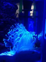 ImageUploadedByReefs1364769528.967559.jpg