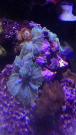 ImageUploadedByReefs1378493558.404264.jpg