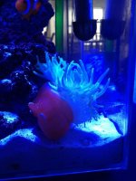 ImageUploadedByReefs1364769545.628070.jpg