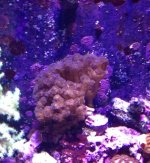 ImageUploadedByReefs1378494063.448110.jpg