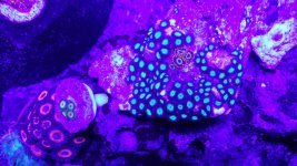 ImageUploadedByReefs1374246200.553716.jpg