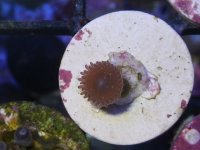 OIAB Golddust 1P.JPG