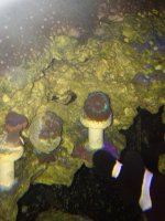 ImageUploadedByReefs1364775522.188533.jpg