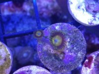 Scrambled Egg 2P.JPG