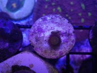 Tutti Fruitti 2P.JPG