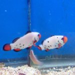 PAIR FROSTBITE CLOWNS.jpg