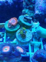 IMG_20130430_205457_zps027b1731.jpg