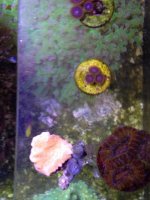 ImageUploadedByReefs1364776824.784429.jpg