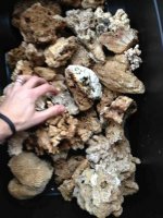 ImageUploadedByReefs1361311558.378198.jpg