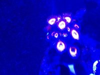 ImageUploadedByReefs1374269569.392407.jpg