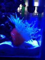 ImageUploadedByReefs1364778961.052301.jpg