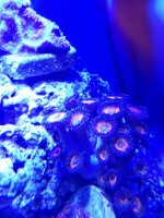 ImageUploadedByReefs1374269678.900998.jpg