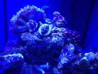 ImageUploadedByReefs1374269727.746181.jpg