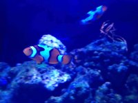 ImageUploadedByReefs1366845682.838248.jpg