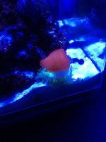 ImageUploadedByReefs1364781652.684425.jpg