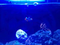 ImageUploadedByReefs1366845709.500311.jpg