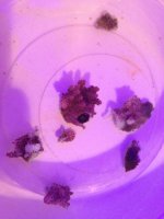 ImageUploadedByReefs1366852218.834453.jpg