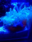 ImageUploadedByReefs1364783637.579149.jpg