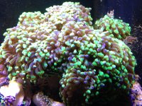 ImageUploadedByReefs1356828886.850454.jpg