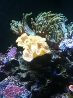 ImageUploadedByReefs1356828939.514542.jpg