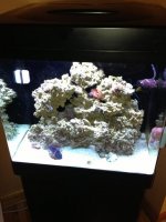 ImageUploadedByReefs1366853912.514975.jpg