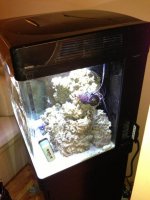 ImageUploadedByReefs1366853928.479683.jpg