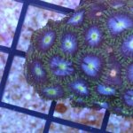 Limeberry Zoa.jpg